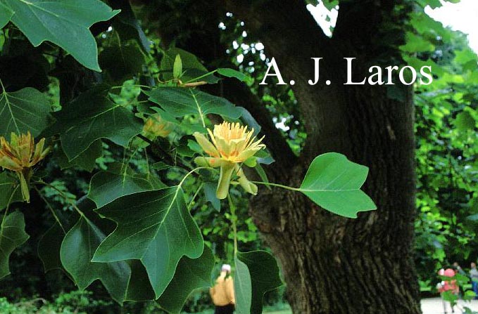 Liriodendron tulipifera