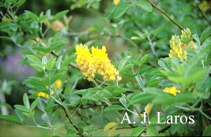 Argyrocytisus battandieri