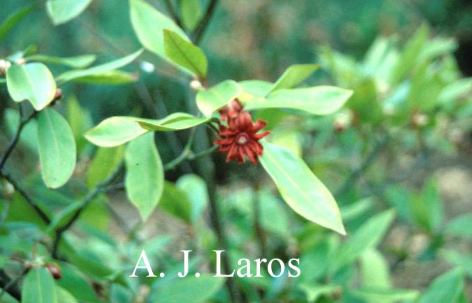 Illicium floridanum