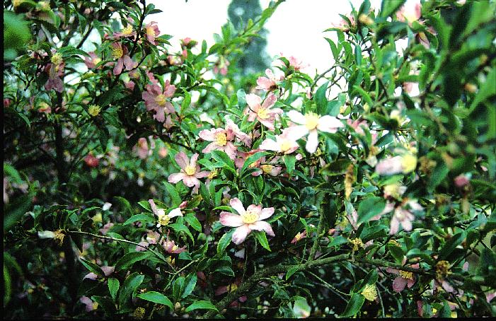 Camellia sasanqua