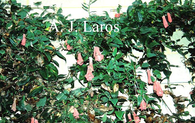 Lapageria rosea