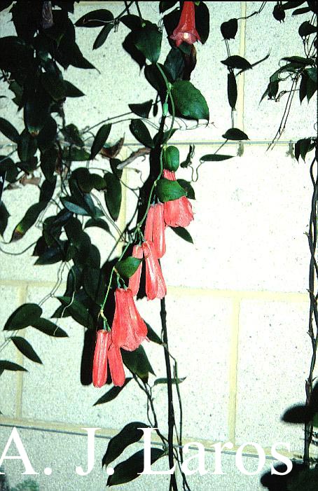Lapageria rosea