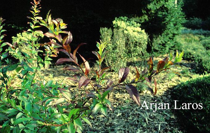 Leucothoe racemosa