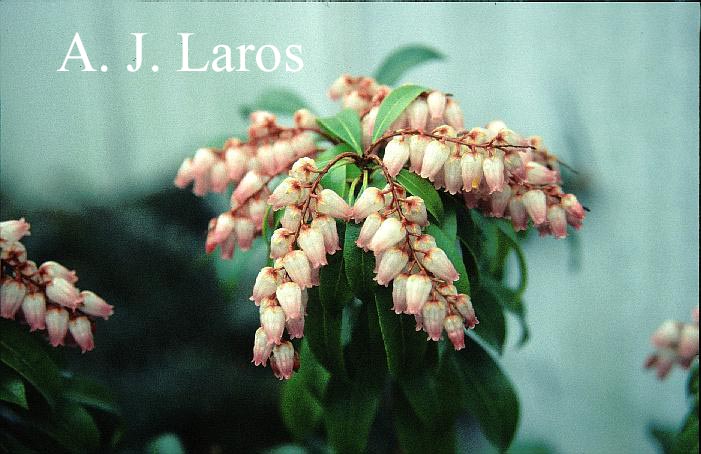 Pieris japonica 'Dorothy Wyckoff'