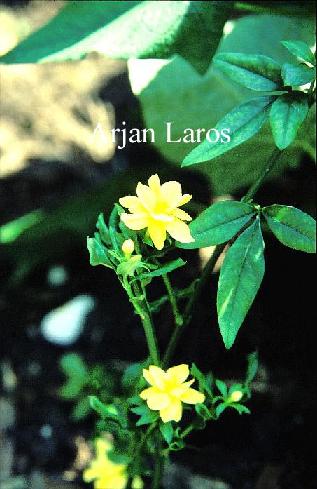 Jasminum mesnyi