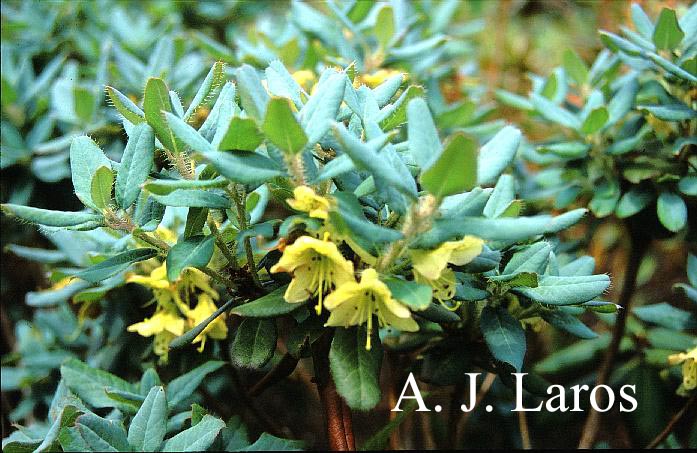 Rhododendron lepidostylum