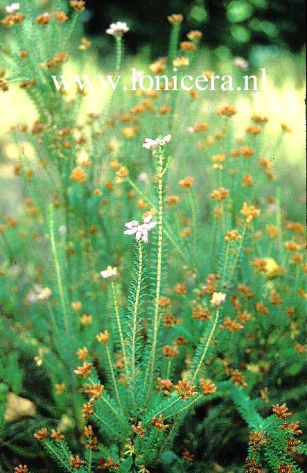 Erica terminalis