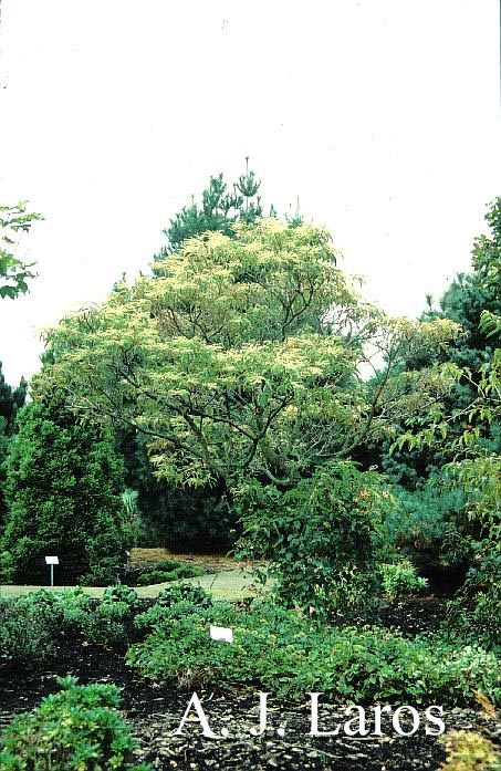 Oxydendrum arboreum