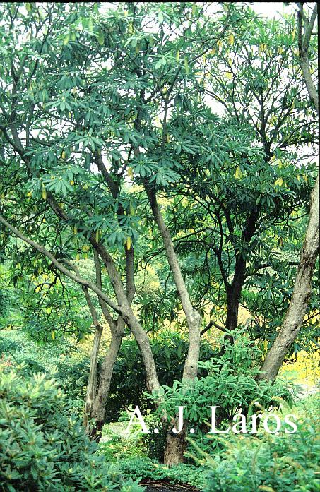 Rhododendron praevernum