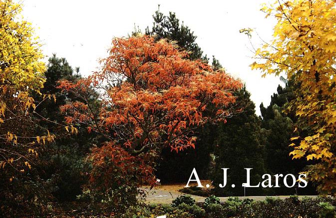 Oxydendrum arboreum