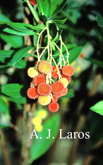 Arbutus unedo