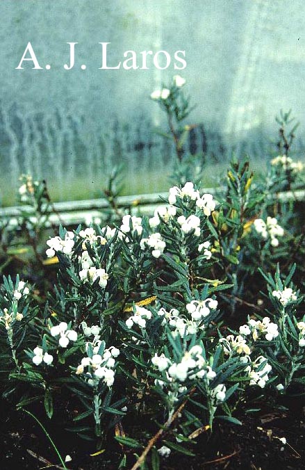 Andromeda polifolia 'Alba'