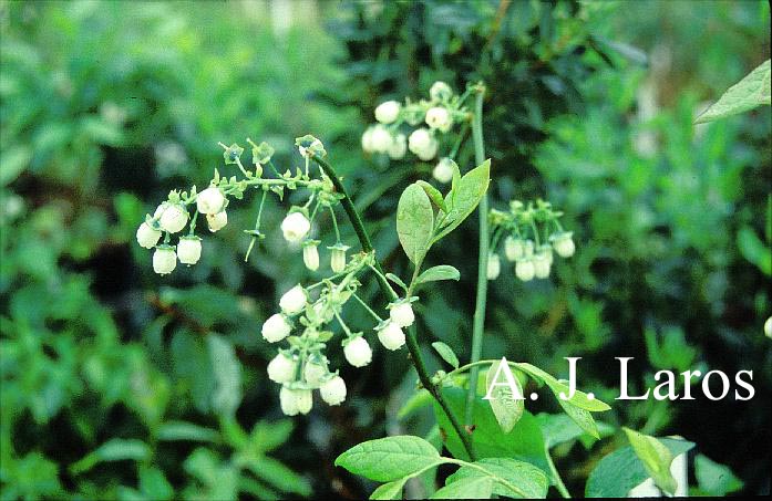 Vaccinium myrtillus