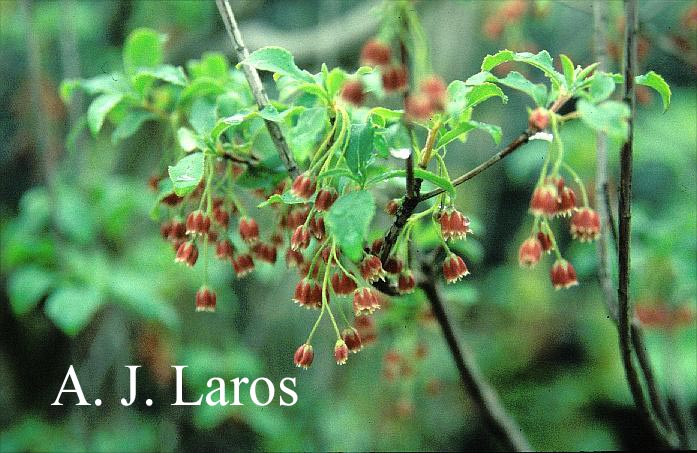 Enkianthus cernuus rubens