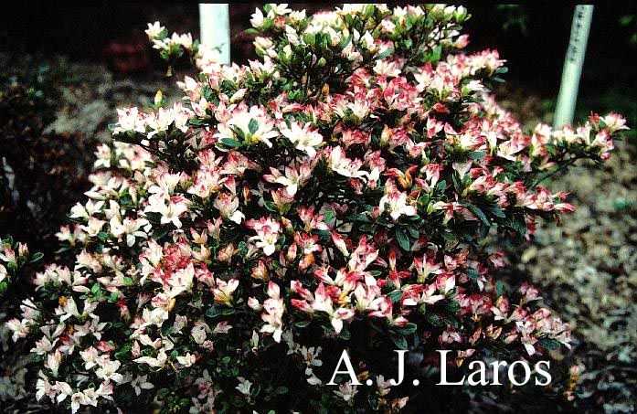 Azalea 'Izumi no mai'