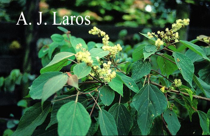 Mahonia japonica 'Boskoop Clone'