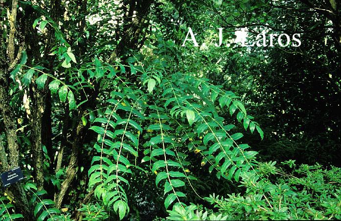 Mahonia napaulensis