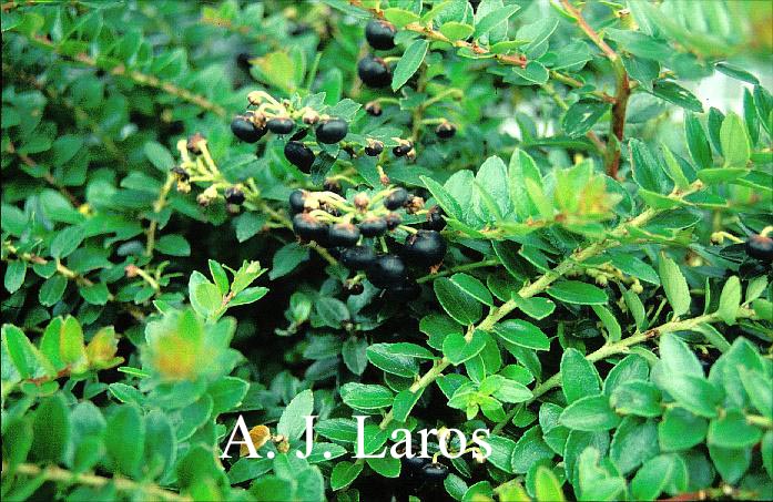 Gaultheria myrsinoides 'Geoffrey Herklots'