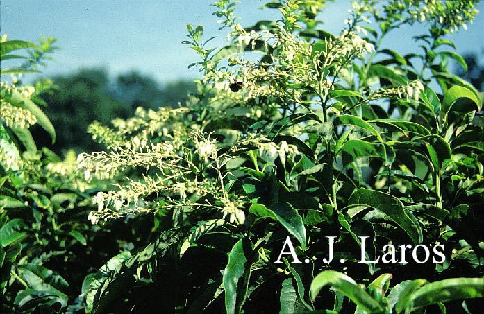 Oxydendrum arboreum