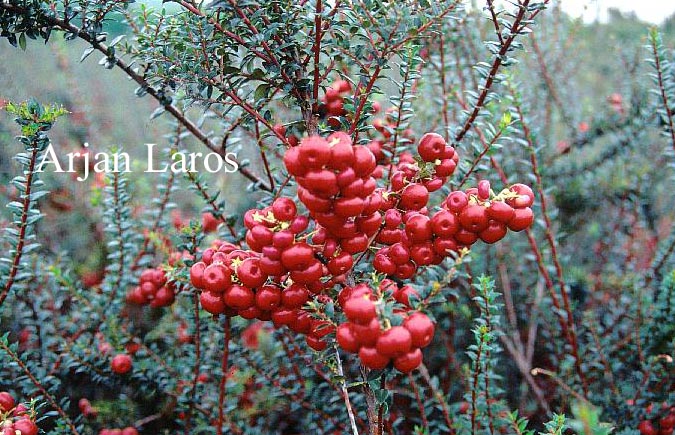 Gaultheria mucronata