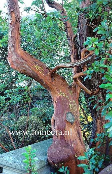 Arbutus andrachne