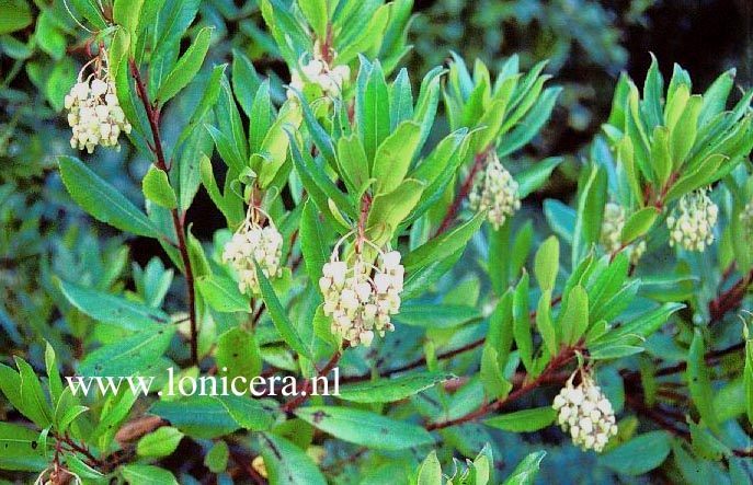 Arbutus andrachne