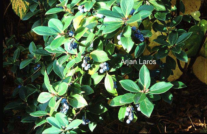 Vaccinium glauco-album