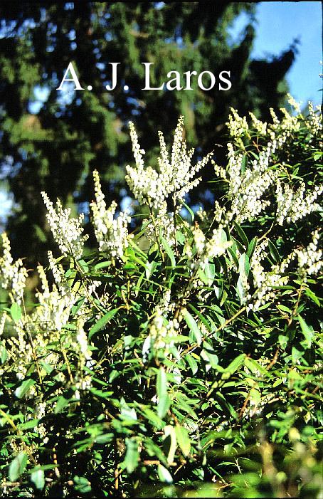 Pieris floribunda