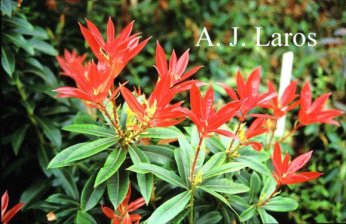 Pieris formosa 'Wakehurst'