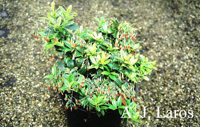 Vaccinium cylindraceum 'Tom Thumb'