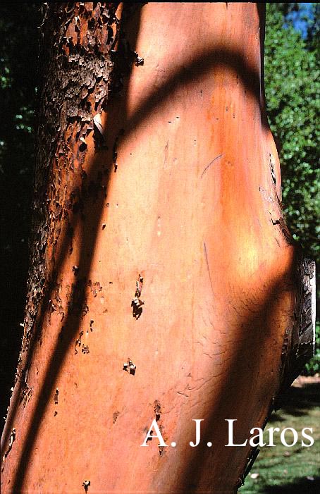 Arbutus menziesii