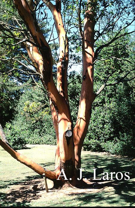 Arbutus menziesii