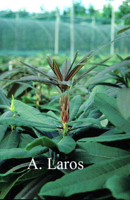 Rhododendron auriculatum
