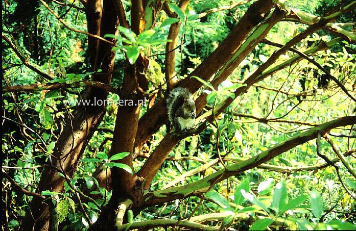 Arbutus andrachnoides