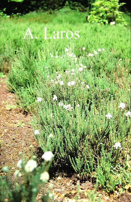 Erica tetralix 'Alba Mollis'