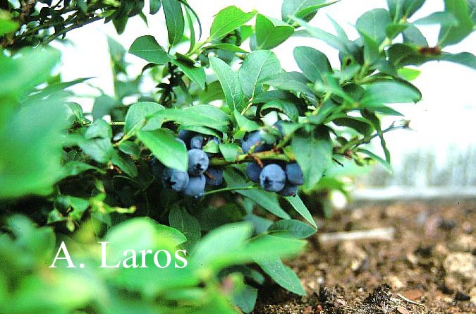 Vaccinium angustifolium 'Top Hat'