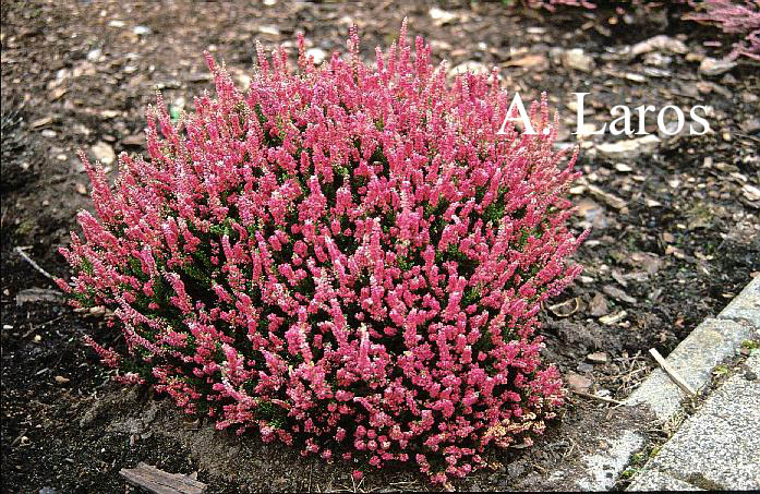 Calluna vulgaris 'Dark Star'