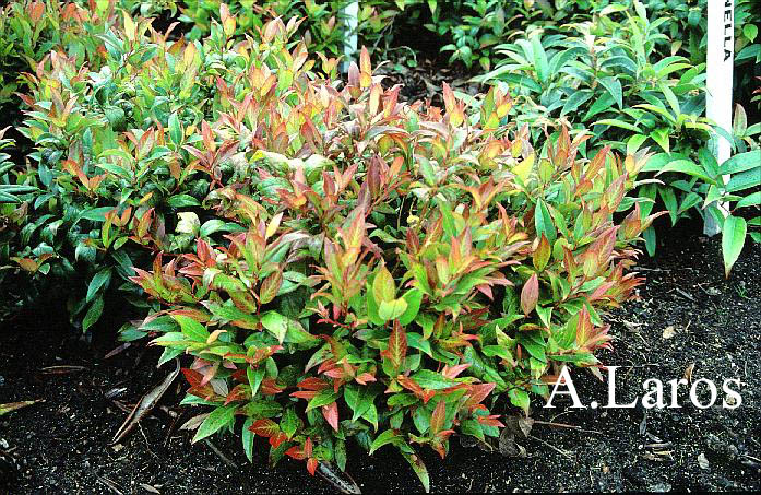 Leucothoe axillaris