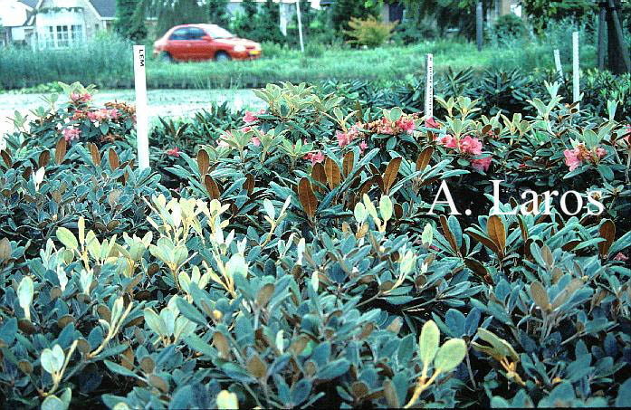 Rhododendron 'Berg's Queen Bee'