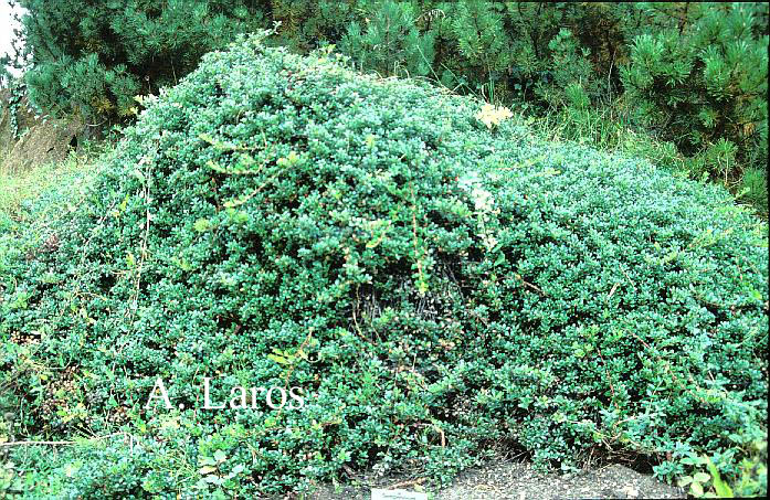 Arctostaphylos uva-ursi