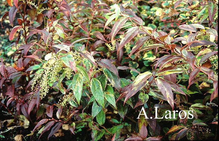 Leucothoe fontanesiana 'Rainbow'