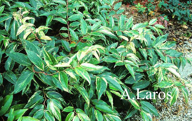 Leucothoe fontanesiana 'Rainbow'