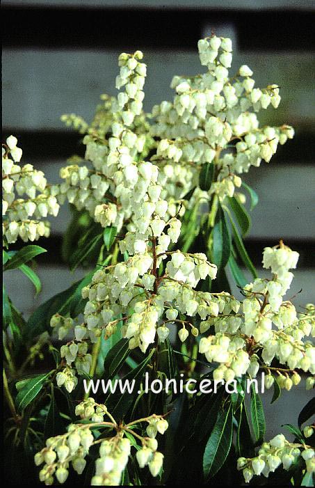 Pieris japonica 'Weeping Bride'