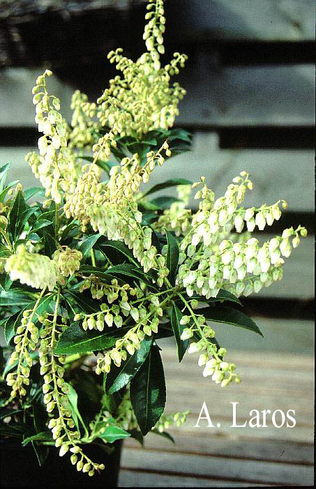 Pieris 'Taiwen'