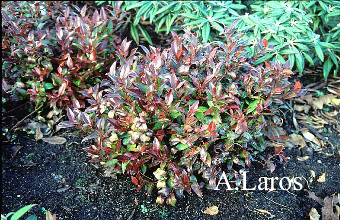 Leucothoe 'Zeblid' (SCARLETTA)