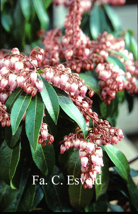 Pieris japonica 'Katsura'