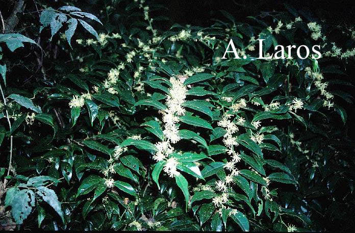 Sarcococca wallichii