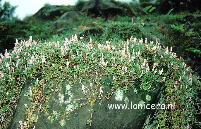 Persicaria vaccinifolia