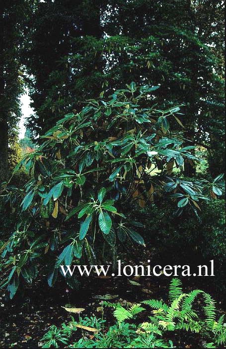 Rhododendron falconeri