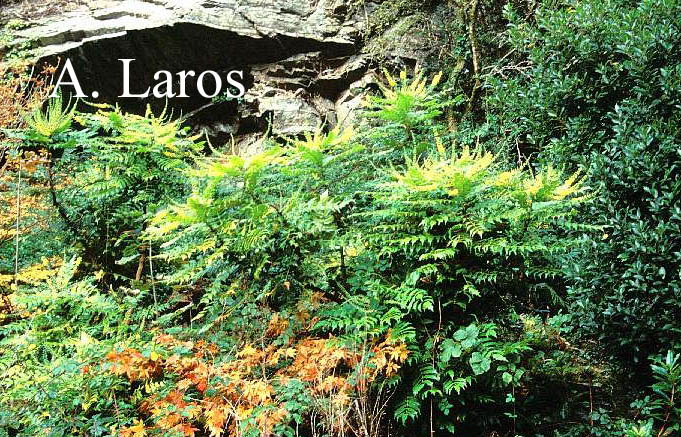 Mahonia napaulensis